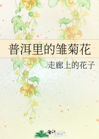 普洱里的雏菊花